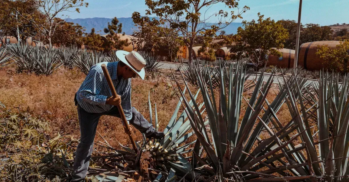 Mezcal de Oaxaca: Guía Completa — Historia, Tipos y Cómo Degustarlo