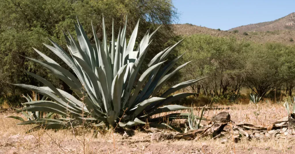 Proceso artesanal de producción de mezcal en un palenque oaxaqueño