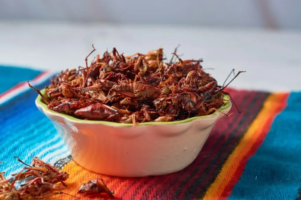Chapulines tostados servidos como botana tradicional de Oaxaca