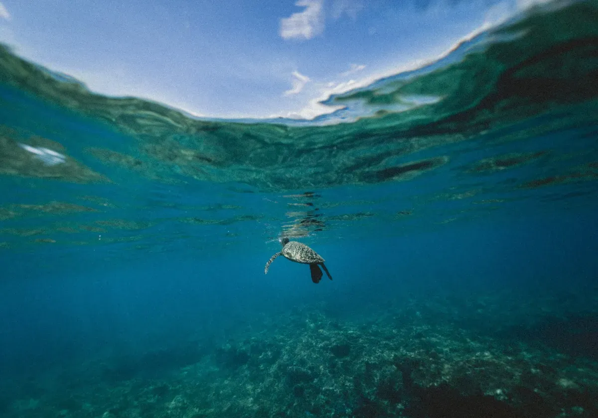 Una maravilla natural en Puerto Escondido: la liberación de tortugas