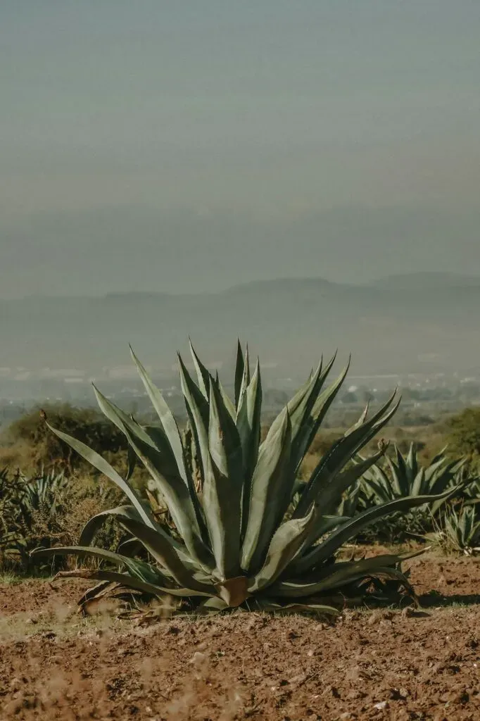 Ruta del mezcal en Santiago Matatlán, capital mundial del mezcal