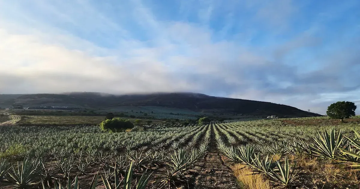 Campo de agaves en los valles de Oaxaca