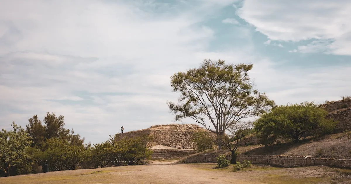 Árbol creciendo entre ruinas zapotecas antiguas